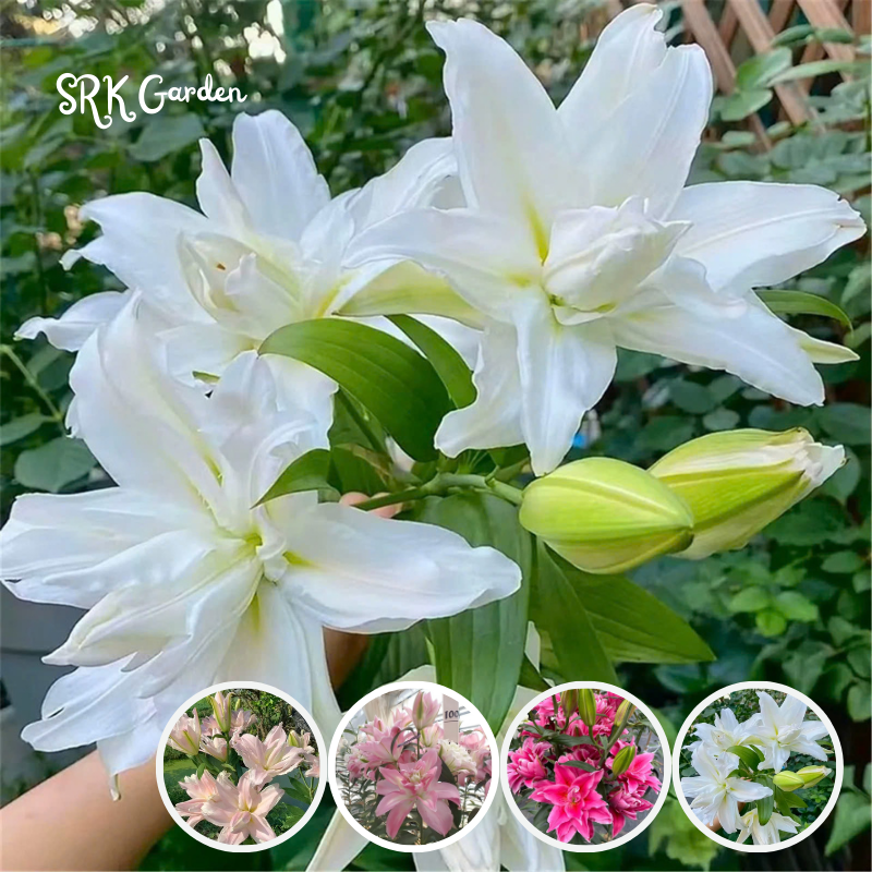Mixed Roselily Isabella Bulbs - Double Lily - Random Color!