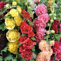 200+ Hollyhock Chaters Double Mixture Carnival Mix Giant Mallow Double Hollyhock Flowers Seed