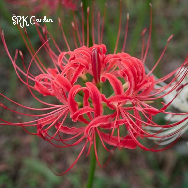 Heirloom Red Spider Lily (Lycoris Radiata) Bulbs (Pack of 5 Bulbs)