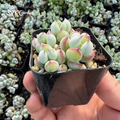 Cotyledon Pendens - live plant 2", 4" pot
