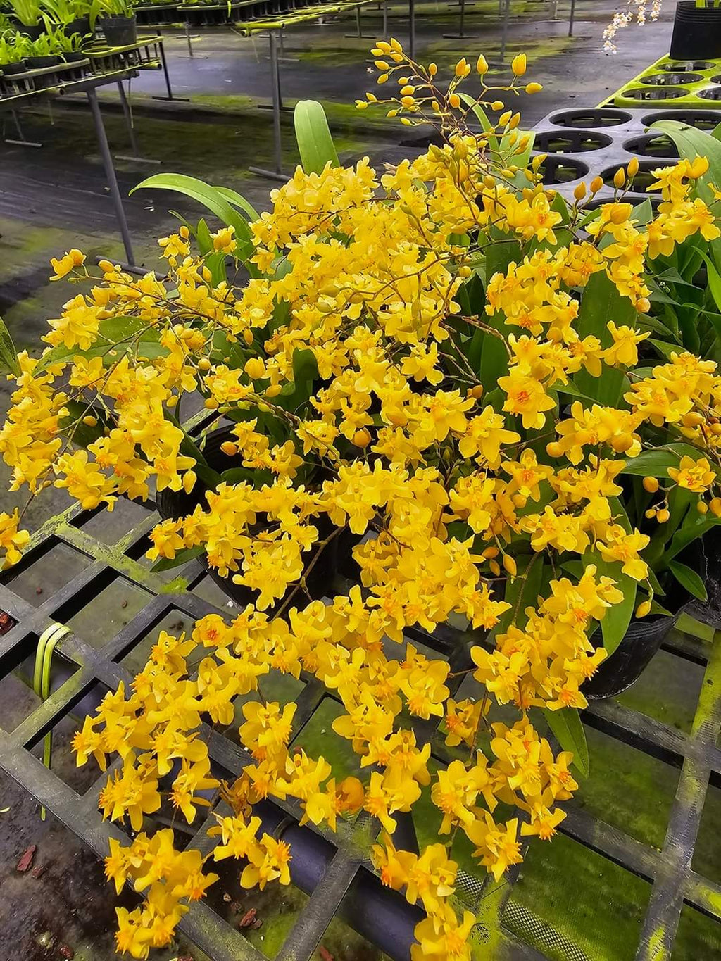 Oncidium orchid twinkle " Pink profusion"| 1 pcs