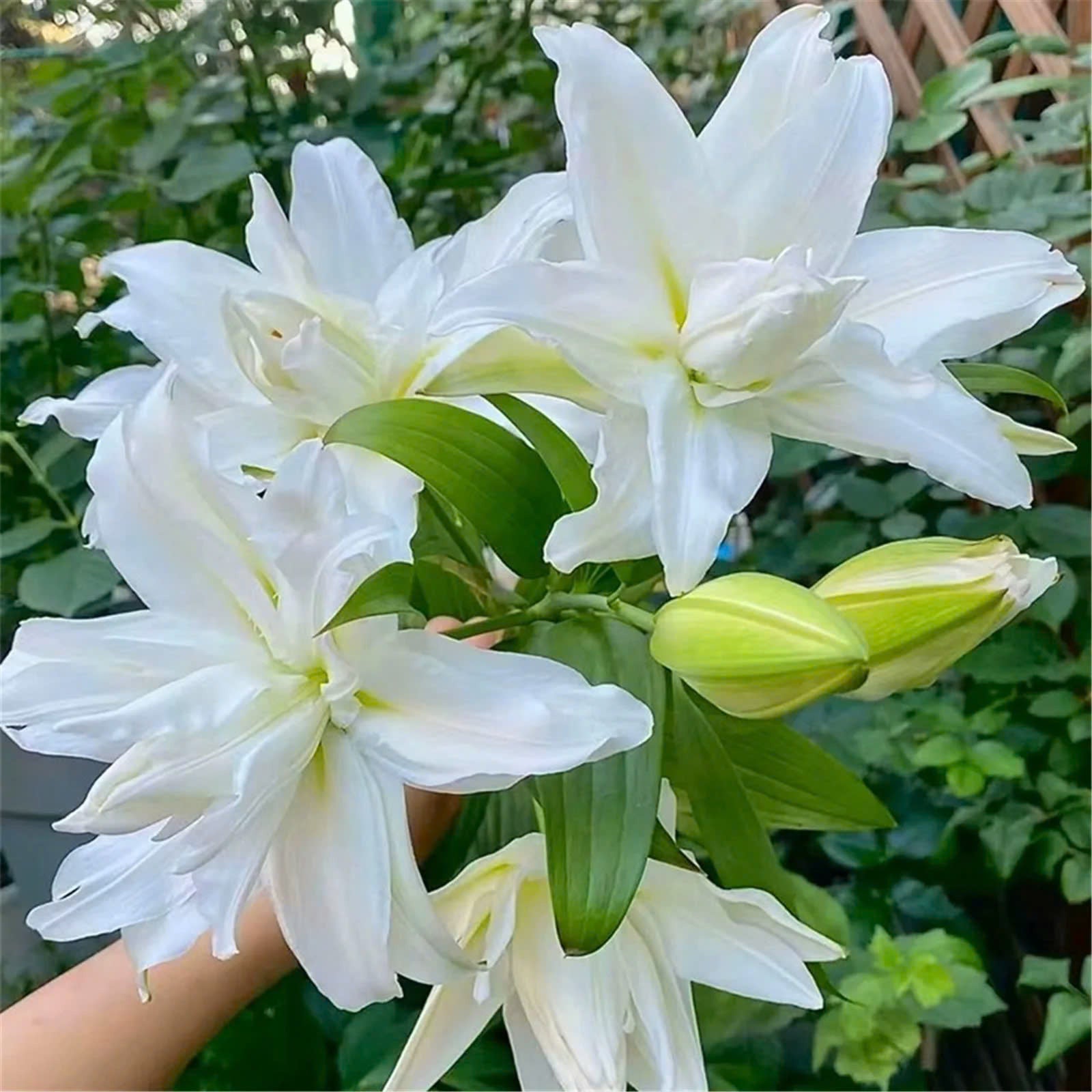 Mixed Roselily Isabella Bulbs - Double Lily - Random Color!
