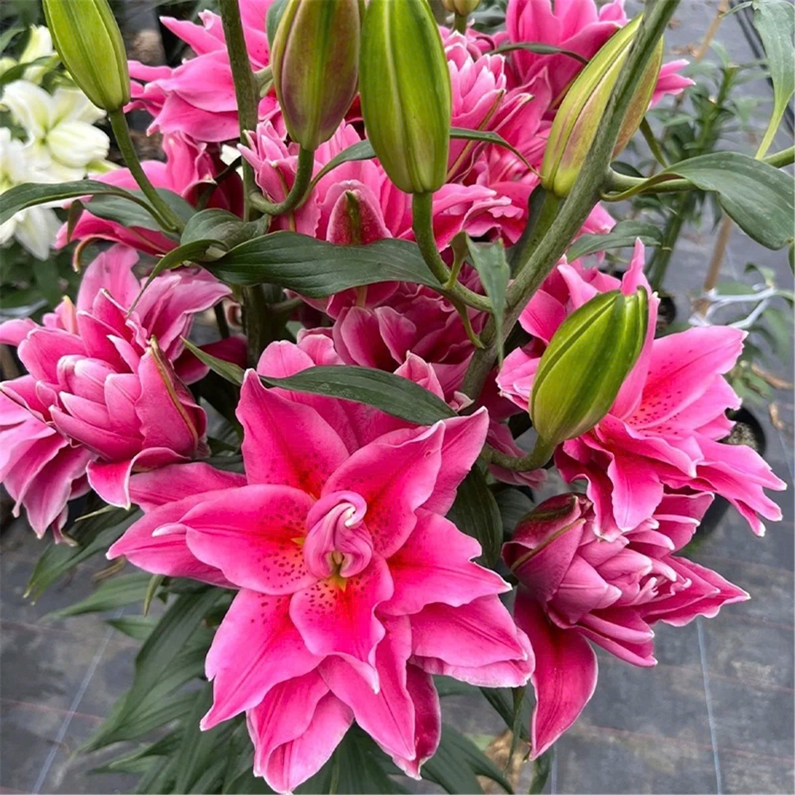 Mixed Roselily Isabella Bulbs - Double Lily - Random Color!