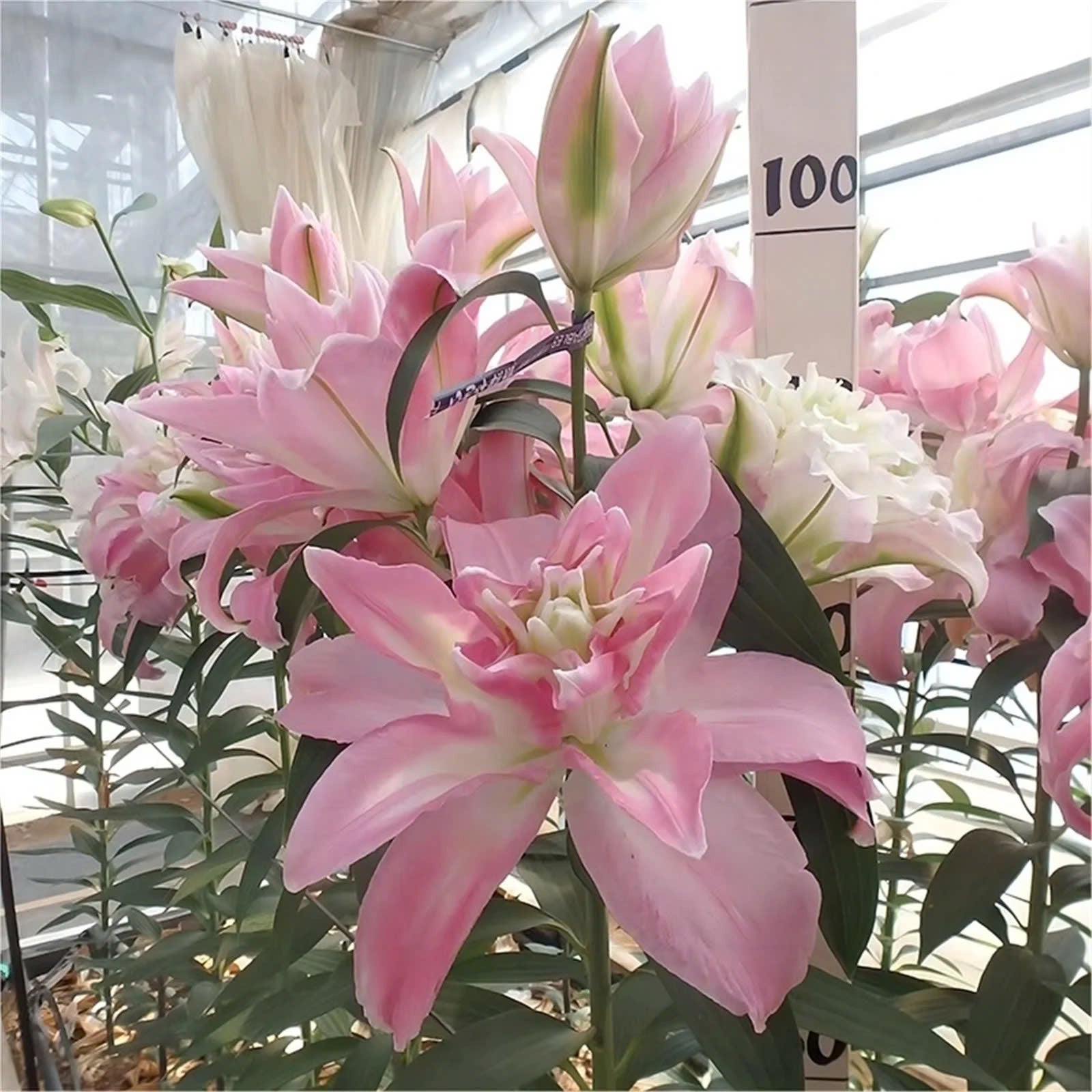 Mixed Roselily Isabella Bulbs - Double Lily - Random Color!