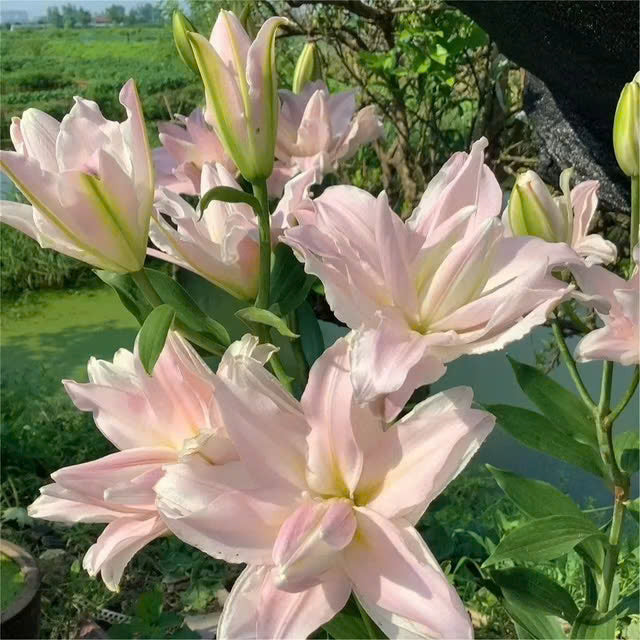Mixed Roselily Isabella Bulbs - Double Lily - Random Color!